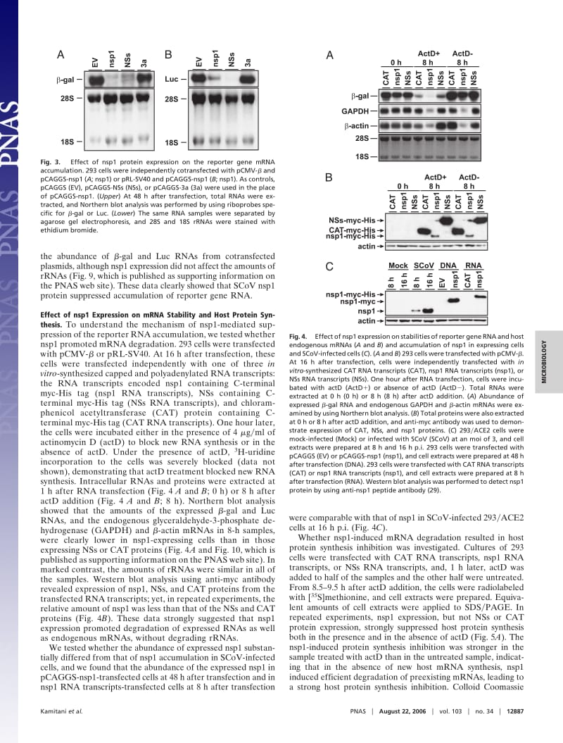 【病毒外文文献】2006 Severe acute respiratory syndrome coronavirus nsp1 protein suppresses host gene expression by promoting host mRNA d_第3页