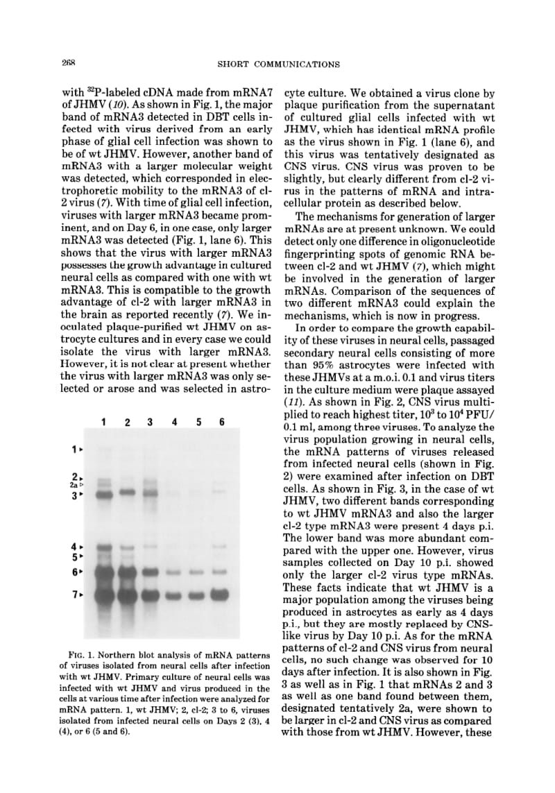 【病毒外文文献】1986 Characterization of a variant virus isolated from neural cell culture after infection of mouse coronavirus JHMV_第2页