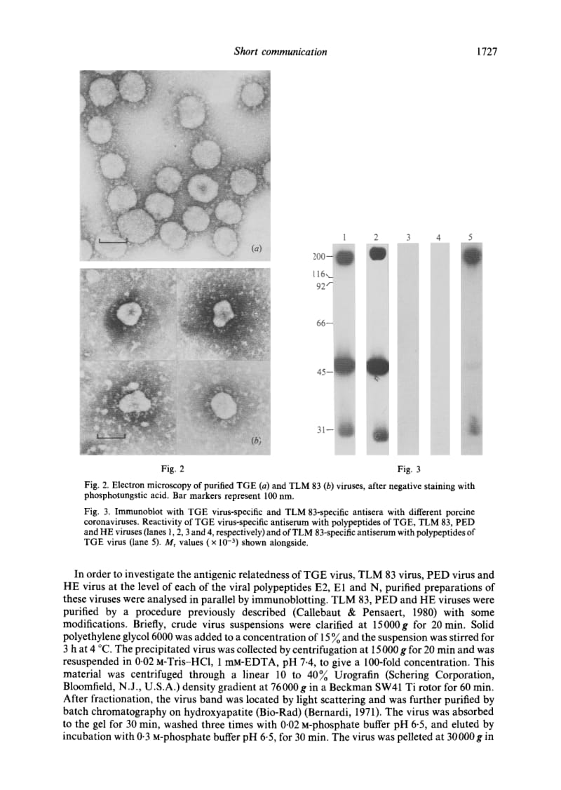 【病毒外文文献】1988 Antigenic Differentiation between Transmissible Gastroenteritis Virus of Swine and a Related Porcine Respiratory Co_第3页