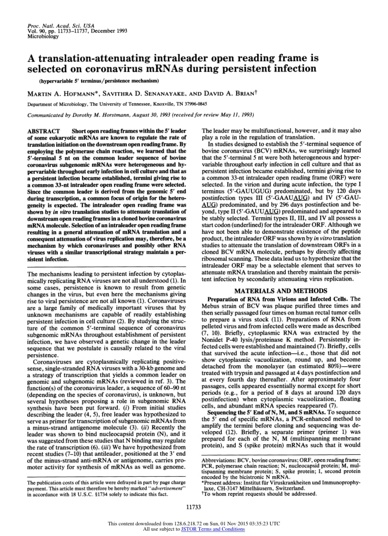 【病毒外文文献】1993 A translation-attenuating intraleader open reading frame is selected on coronavirus mRNAs during persistent infecti_第2页
