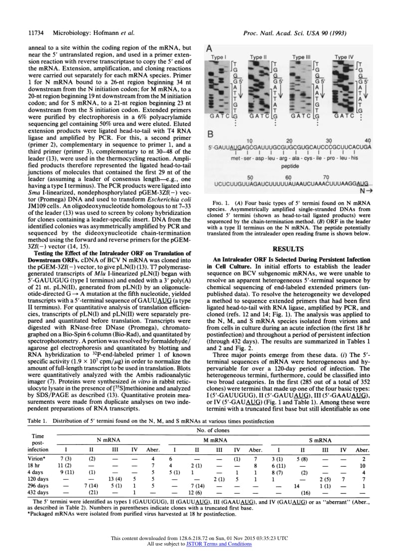 【病毒外文文献】1993 A translation-attenuating intraleader open reading frame is selected on coronavirus mRNAs during persistent infecti_第3页