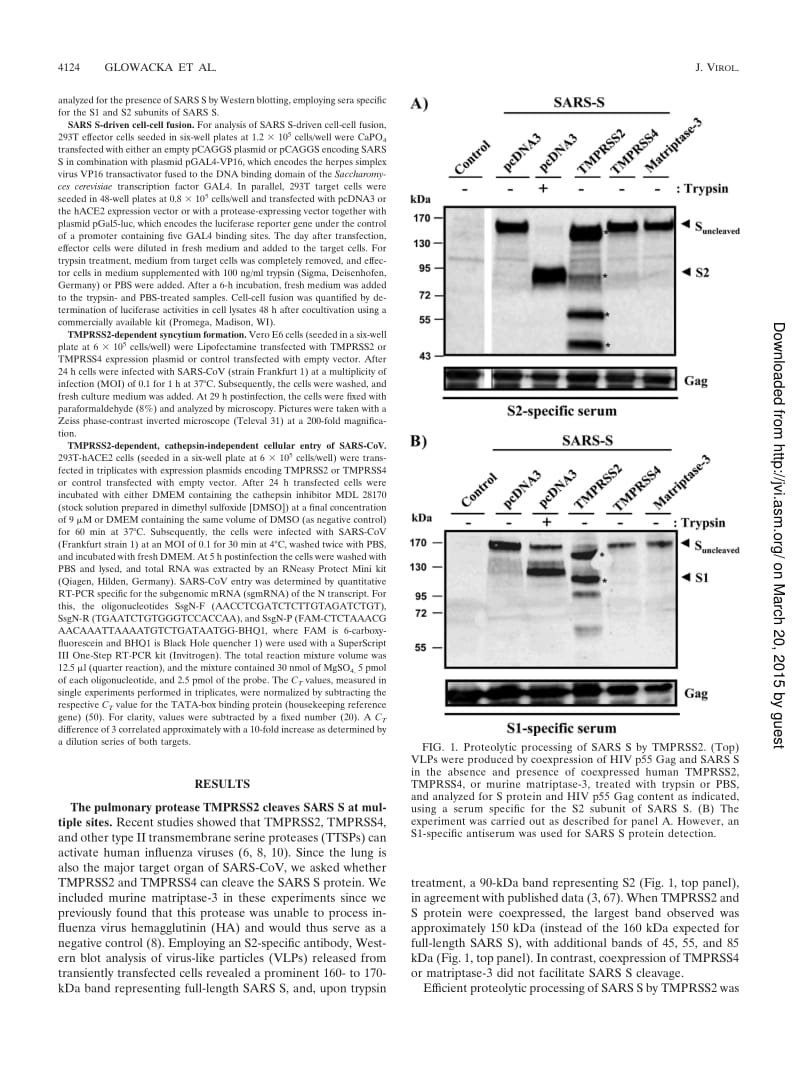 【病毒外文文献】2011 Evidence that TMPRSS2 Activates the Severe Acute Respiratory Syndrome Coronavirus Spike Protein for Membrane Fusion_第3页