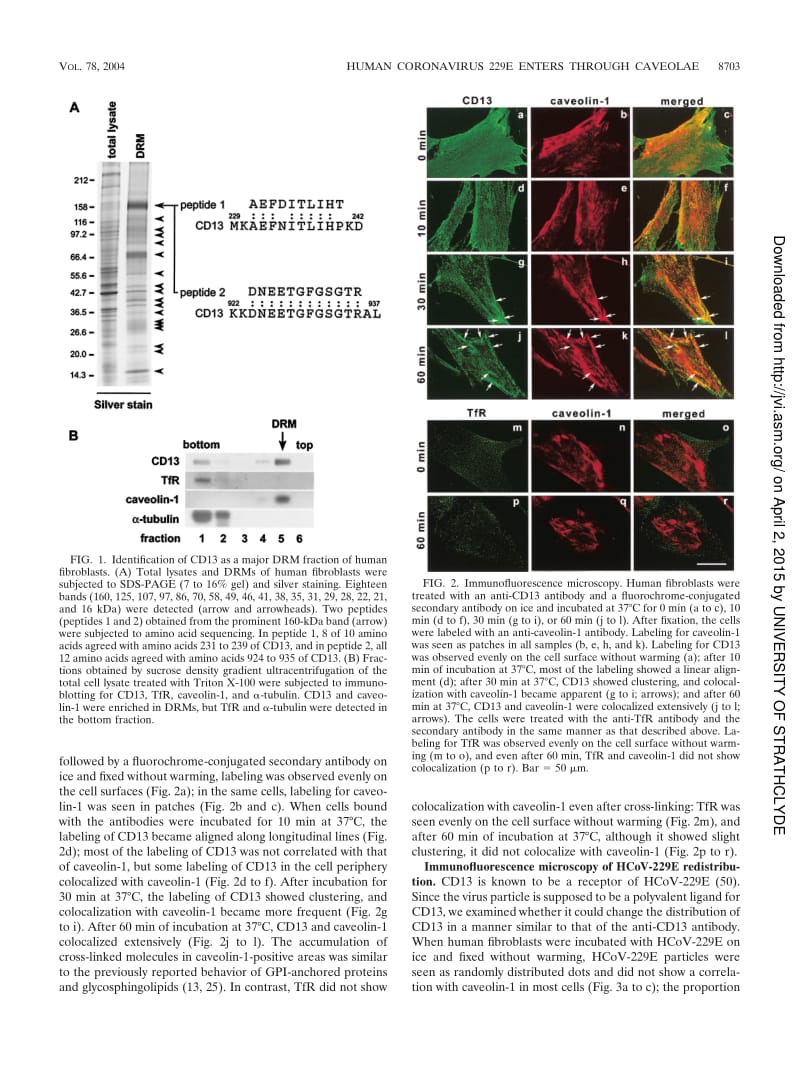 【病毒外文文献】2004 Human Coronavirus 229E Binds to CD13 in Rafts and Enters the Cell through Caveolae_第3页