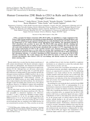 【病毒外文文獻(xiàn)】2004 Human Coronavirus 229E Binds to CD13 in Rafts and Enters the Cell through Caveolae