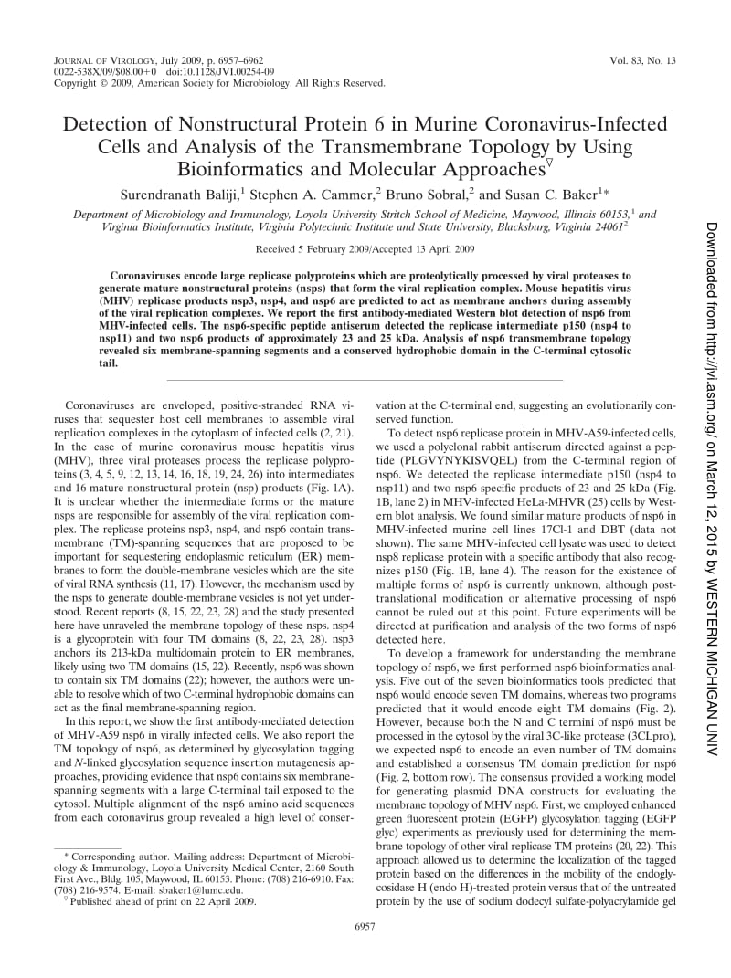 【病毒外文文献】2009 Detection of Nonstructural Protein 6 in Murine Coronavirus-Infected Cells and Analysis of the Transmembrane Topolog_第1页