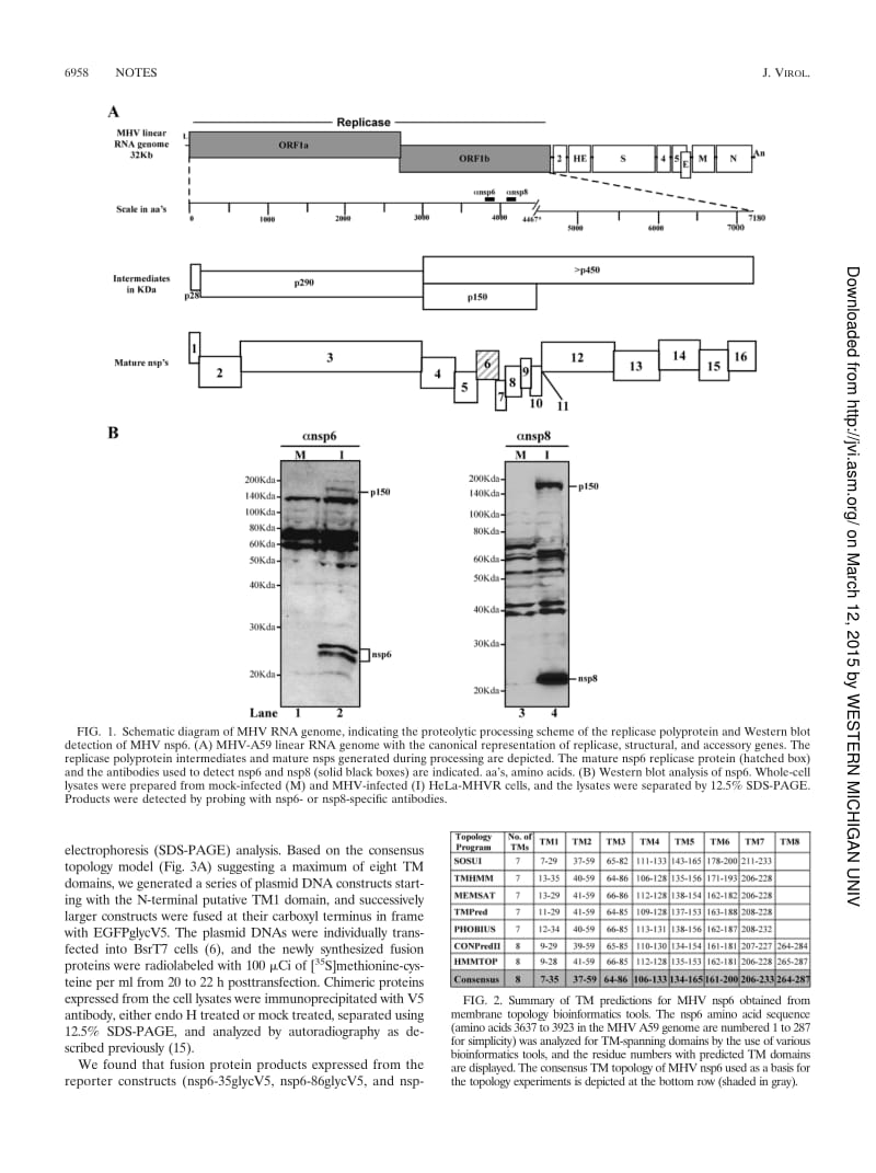 【病毒外文文献】2009 Detection of Nonstructural Protein 6 in Murine Coronavirus-Infected Cells and Analysis of the Transmembrane Topolog_第2页