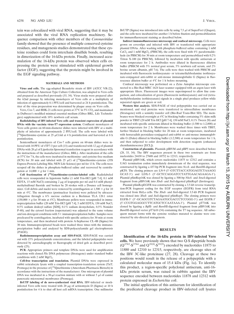 【病毒外文文献】2002 Membrane Association and Dimerization of a Cysteine-Rich, 16-Kilodalton Polypeptide Released from the C-Terminal Re_第2页