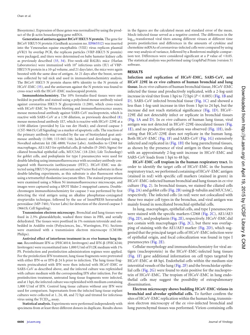 【病毒外文文献】2013 Tropism of and Innate Immune Responses to the Novel Human Betacoronavirus Lineage C Virus in Human Ex Vivo Respirat_第3页