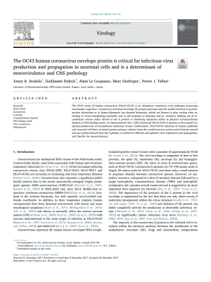 【病毒外文文獻(xiàn)】2018 The OC43 human coronavirus envelope protein is critical for infectious virus production and propagation in neuronal