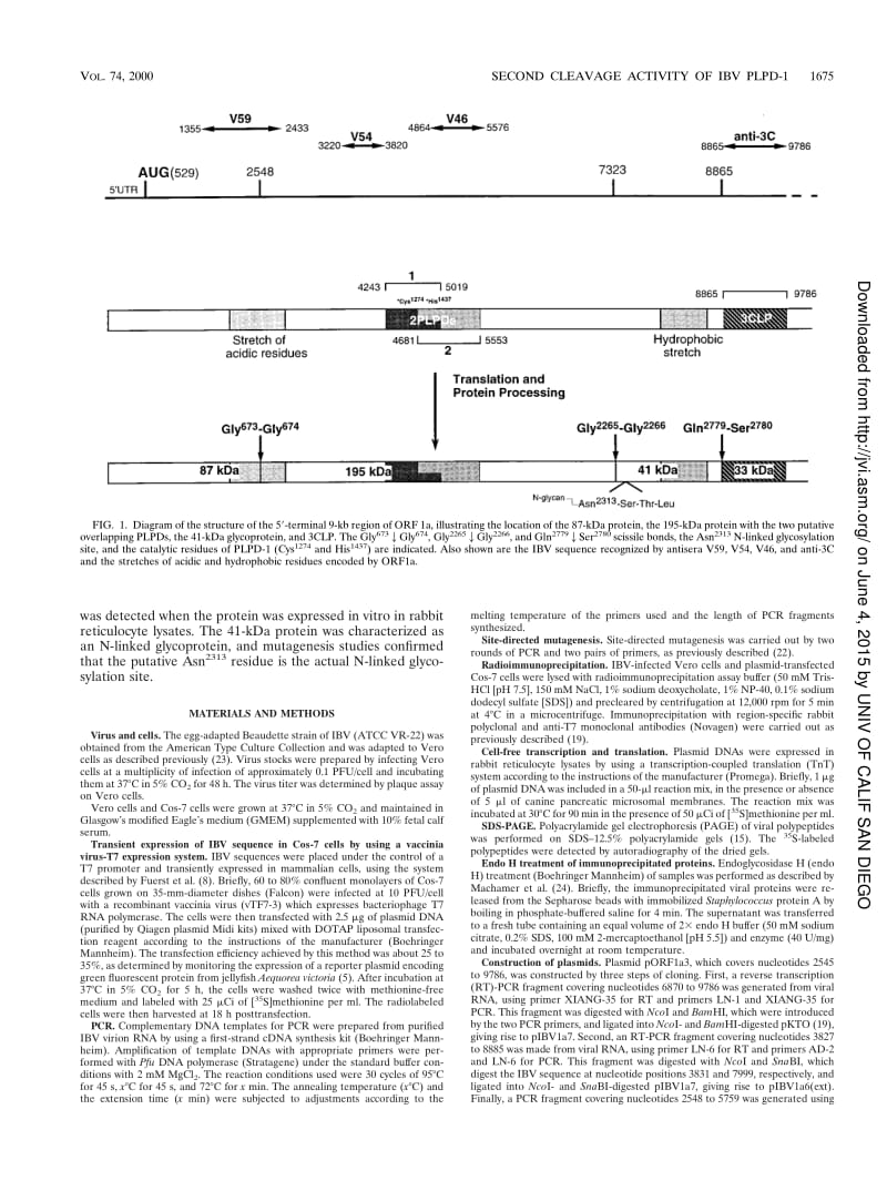 【病毒外文文献】2000 Identification of a Novel Cleavage Activity of the First Papain-Like Proteinase Domain Encoded by Open Reading Fram_第2页