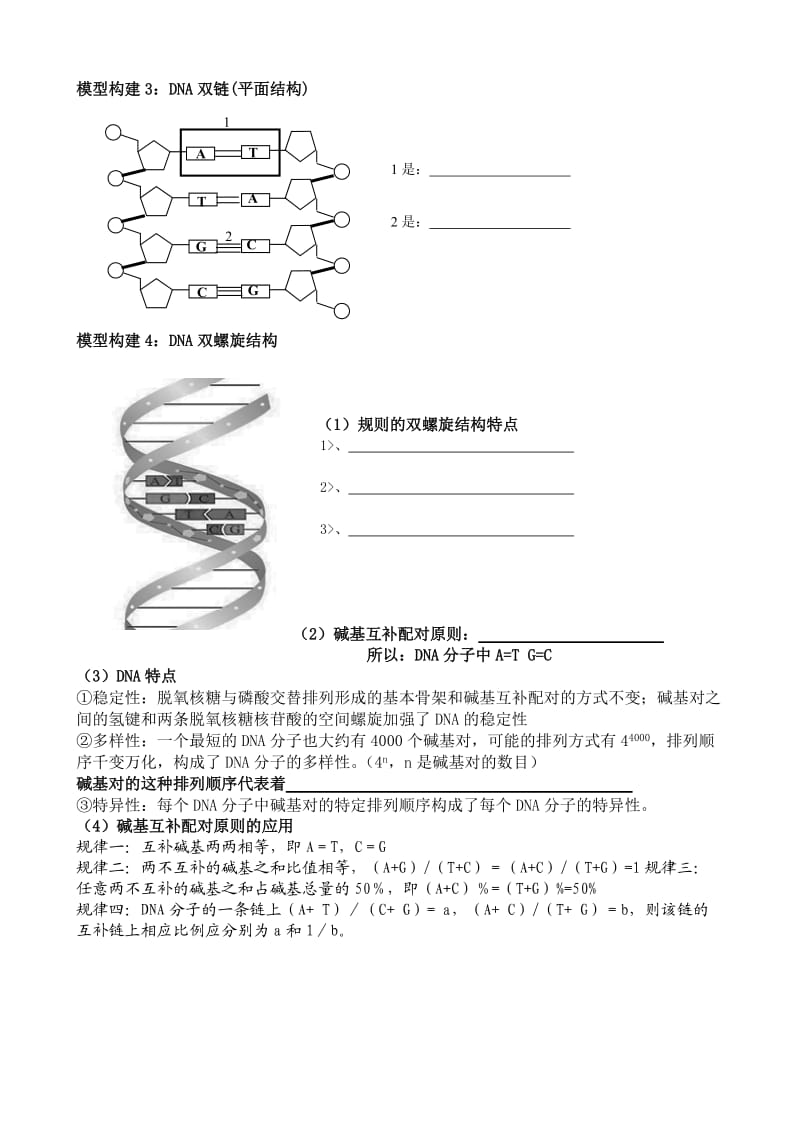 DNA分子结构导学案.doc_第2页