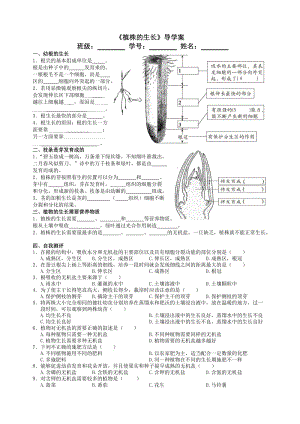 《植株的生長》和《開花和結果》導學案.doc