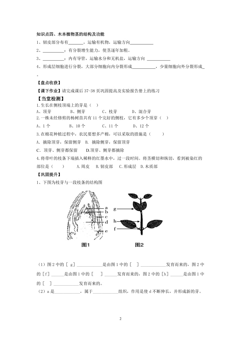 芽的类型和发育导学案.doc_第2页