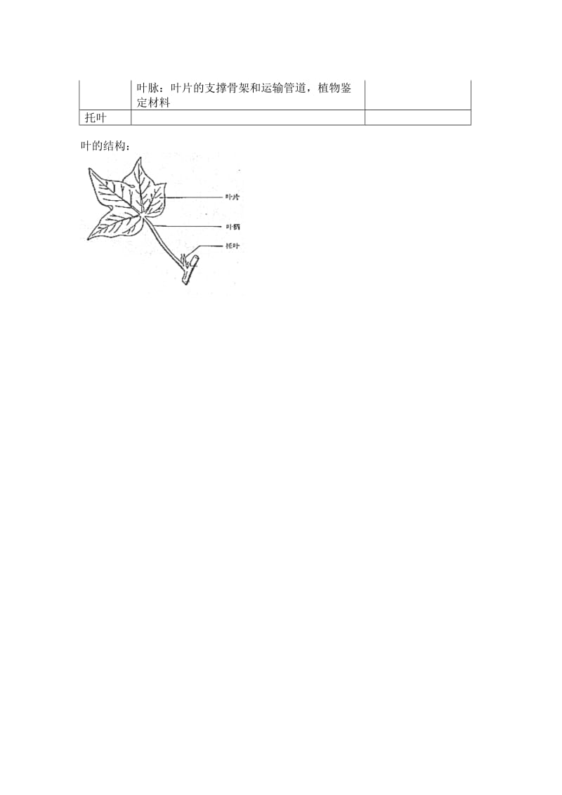 小学科学第三册叶的结构.doc_第2页