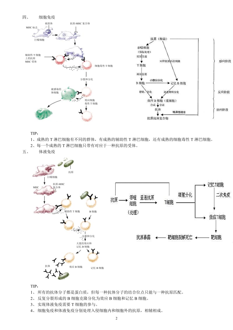 高中生物免疫系统复习.docx_第2页