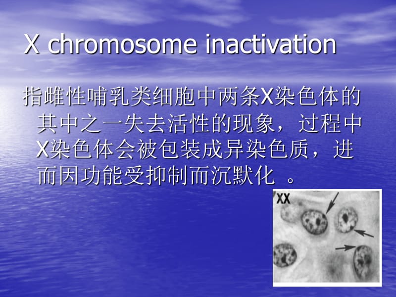 《X染色体失活》PPT课件.ppt_第2页
