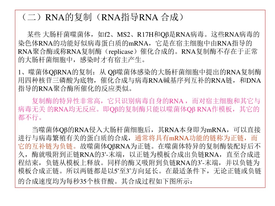 RNA的复制RNA指导RNA.ppt_第1页