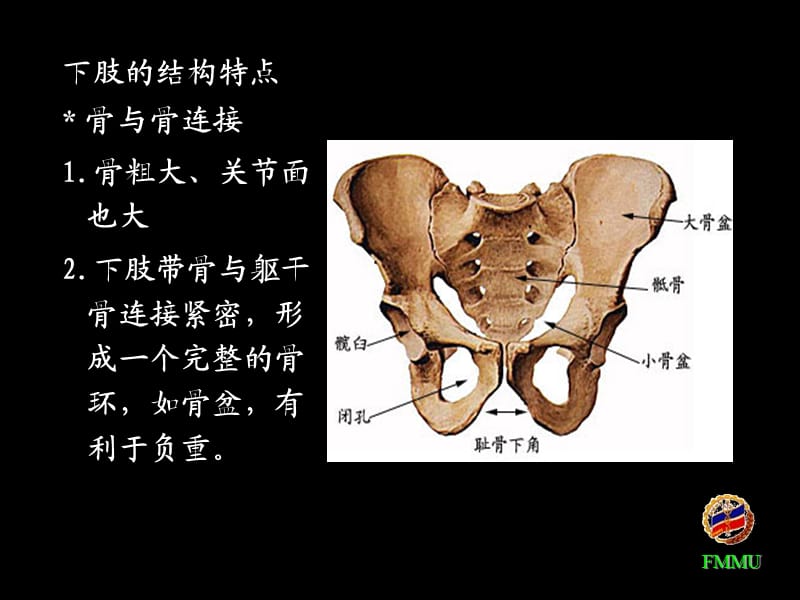 《下肢总结》ppt课件.ppt_第3页