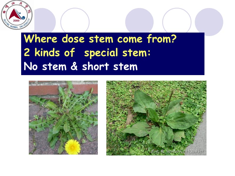 《stem植物学》PPT课件.ppt_第3页