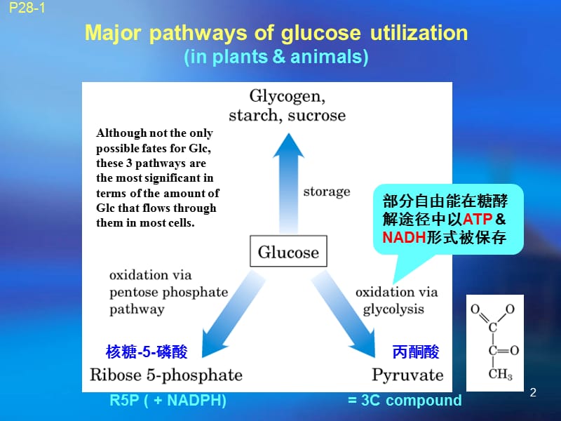 s糖酵解、糖异生和戊糖磷酸途径.ppt_第2页
