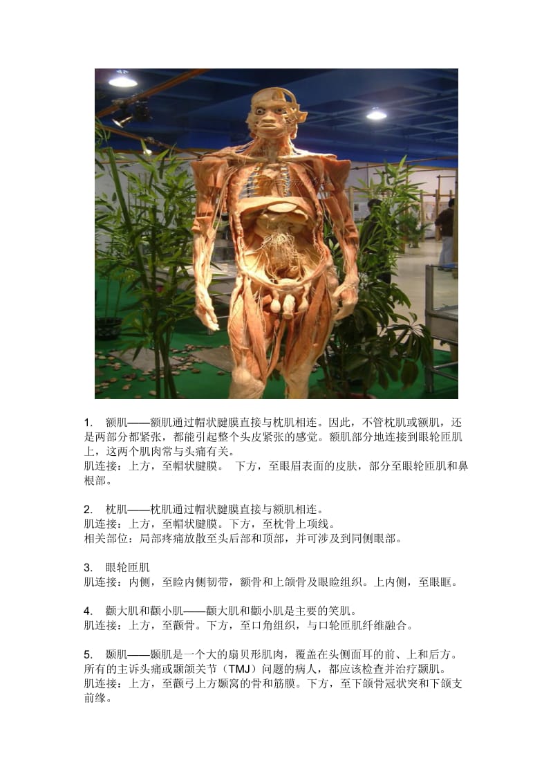 常用肌肉起止点总结.doc_第1页