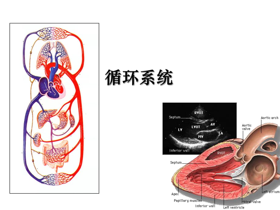 循环系统(解剖结构).ppt_第1页