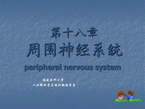 周围神经系统解剖学.ppt