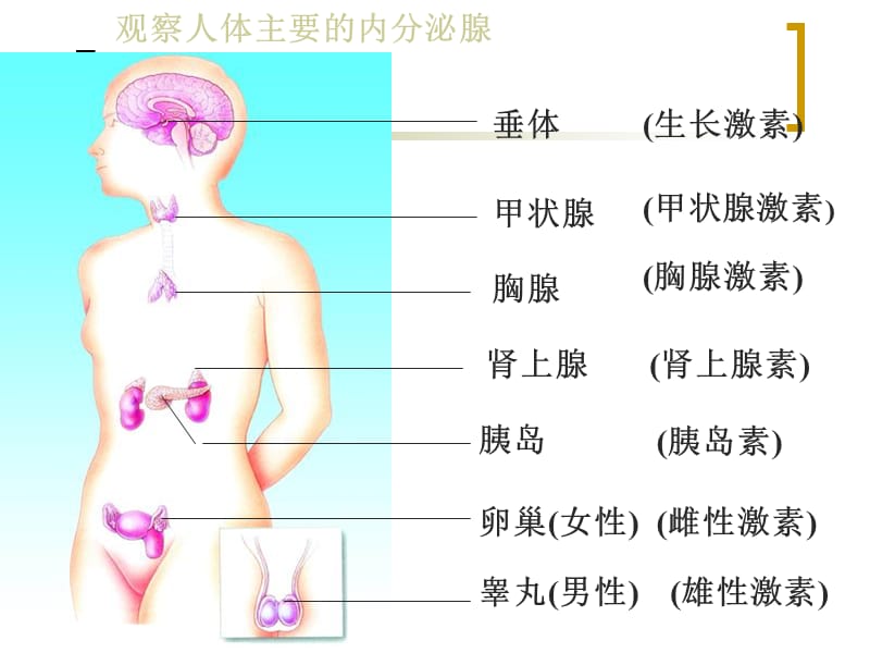 《人體的神經(jīng)調(diào)節(jié)》PPT課件.ppt_第1頁(yè)