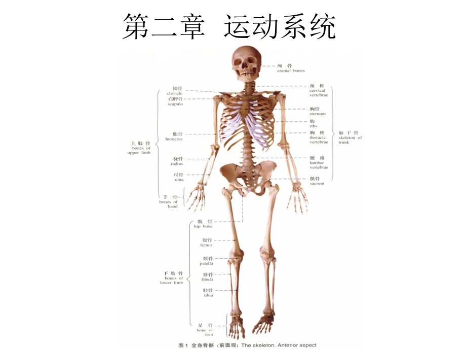 《人體解剖學》課件運動系統(tǒng).ppt_第1頁