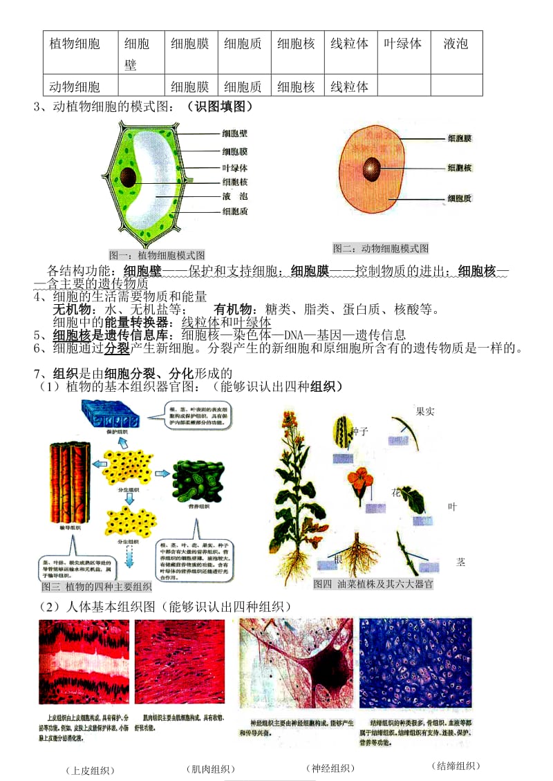 初中生物结业考试知识点复习.doc_第2页