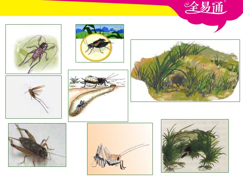 部编小学语文7.蟋蟀的住宅-PPT课件ppt课件_第3页