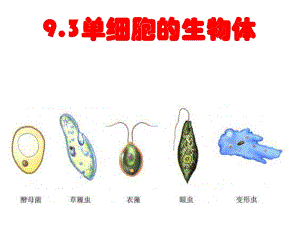 《單細胞生物體》PPT課件.ppt