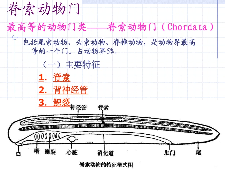 《動(dòng)物界脊索動(dòng)物門》PPT課件.ppt_第1頁