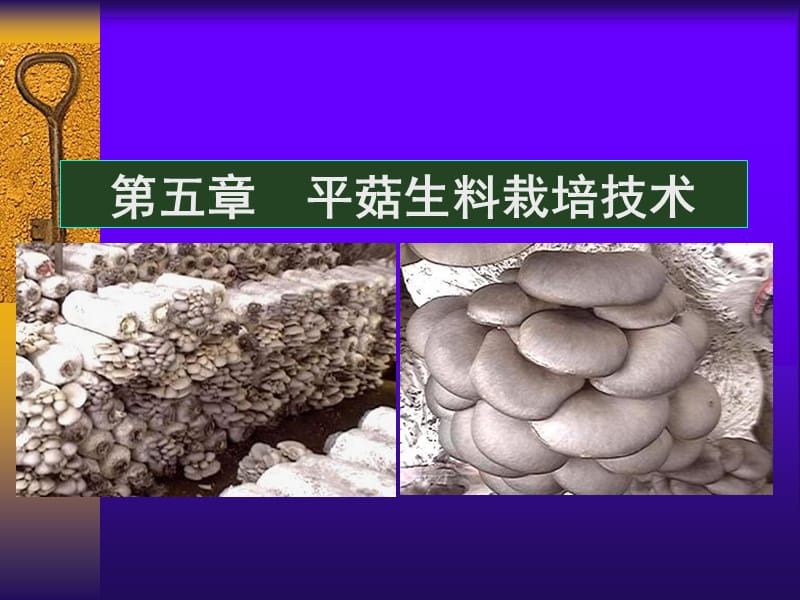 《平菇栽培技術(shù)》PPT課件.ppt_第1頁