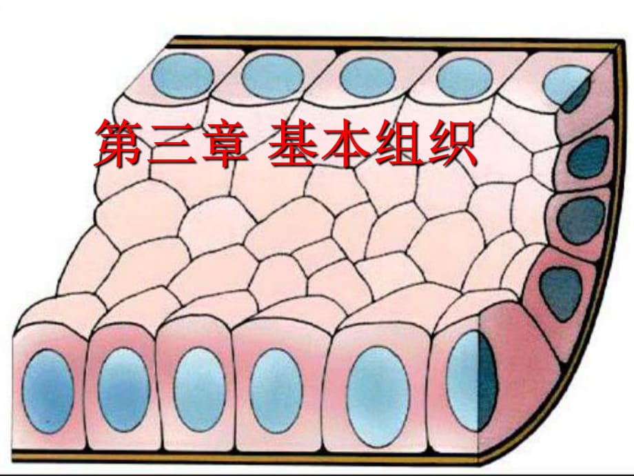 《基本組織》PPT課件.ppt_第1頁