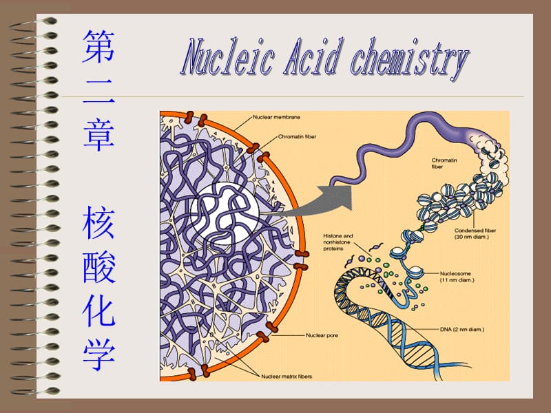 《核酸化学生物化学》PPT课件.ppt_第1页