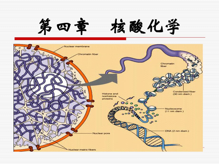 《核酸化學(xué)》PPT課件.ppt_第1頁