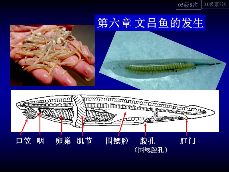 《文昌鱼的发生》PPT课件.ppt_第1页