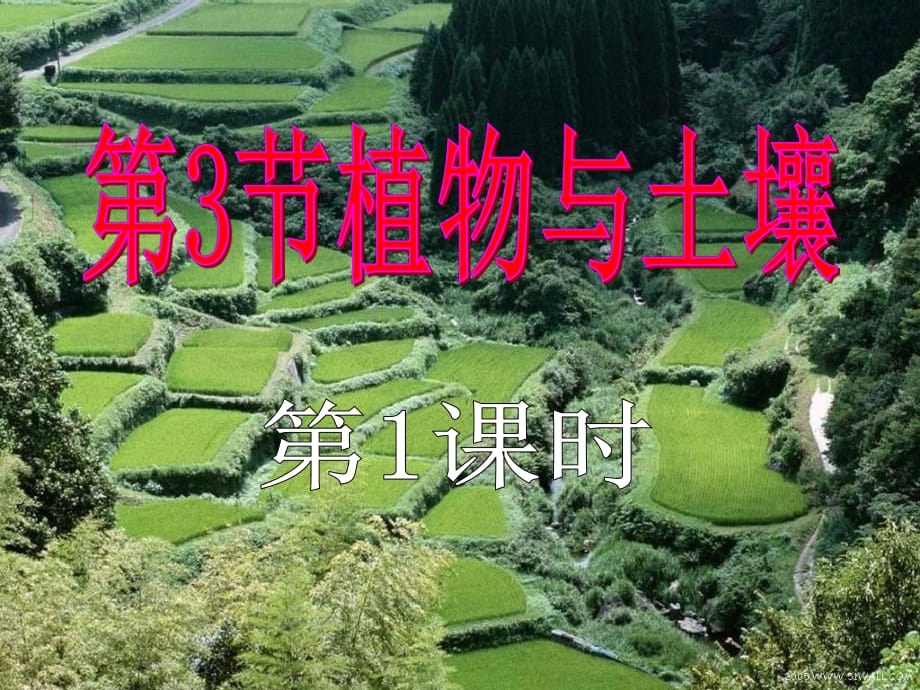 《植物與土壤》PPT課件.ppt_第1頁