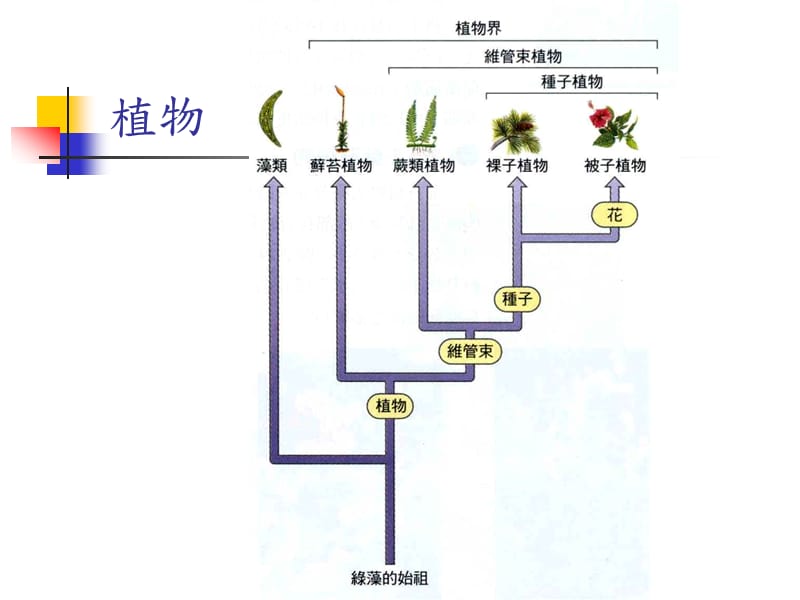 《植物的演化趋势》PPT课件.ppt_第1页