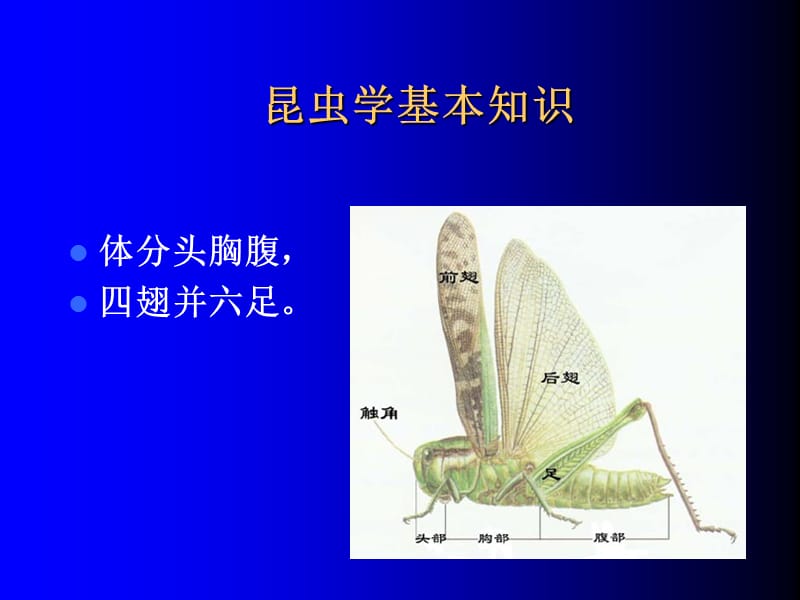 《昆虫基础》PPT课件.ppt_第1页