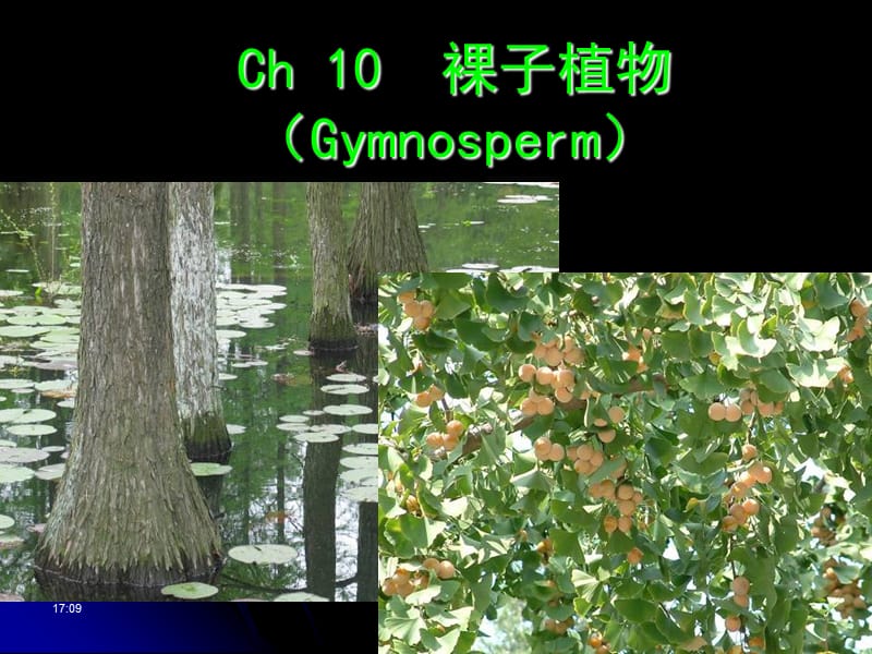 《植物學(xué)裸子植物》PPT課件.ppt_第1頁(yè)