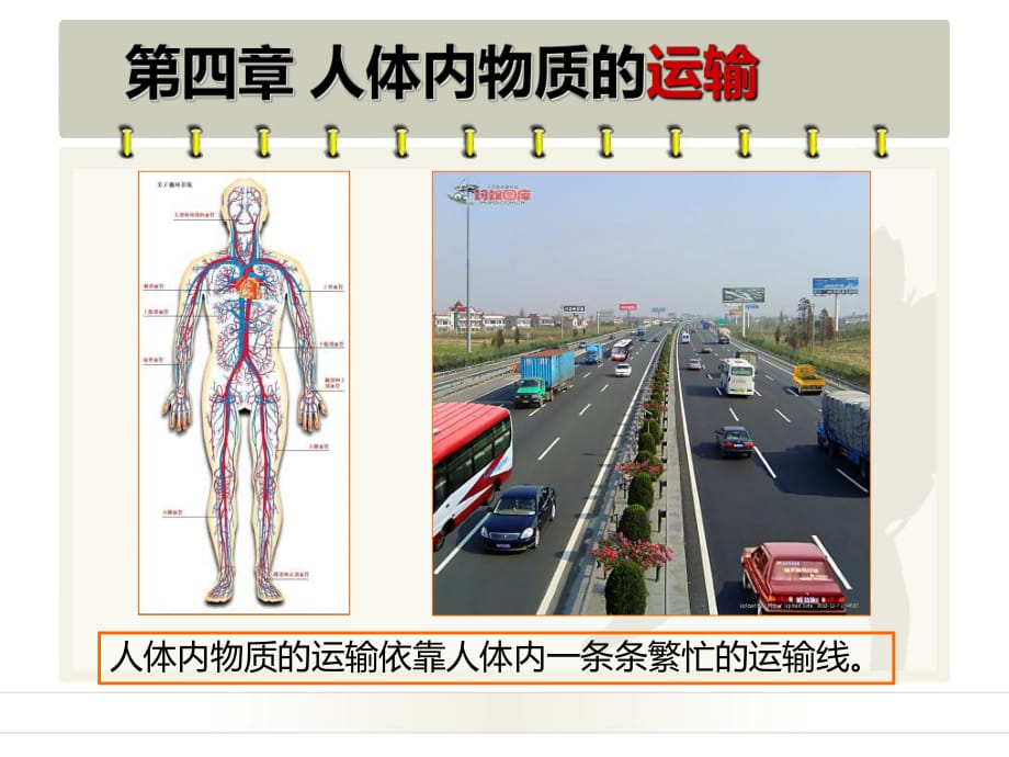 《流動(dòng)的組織―血液》PPT課件.ppt_第1頁(yè)