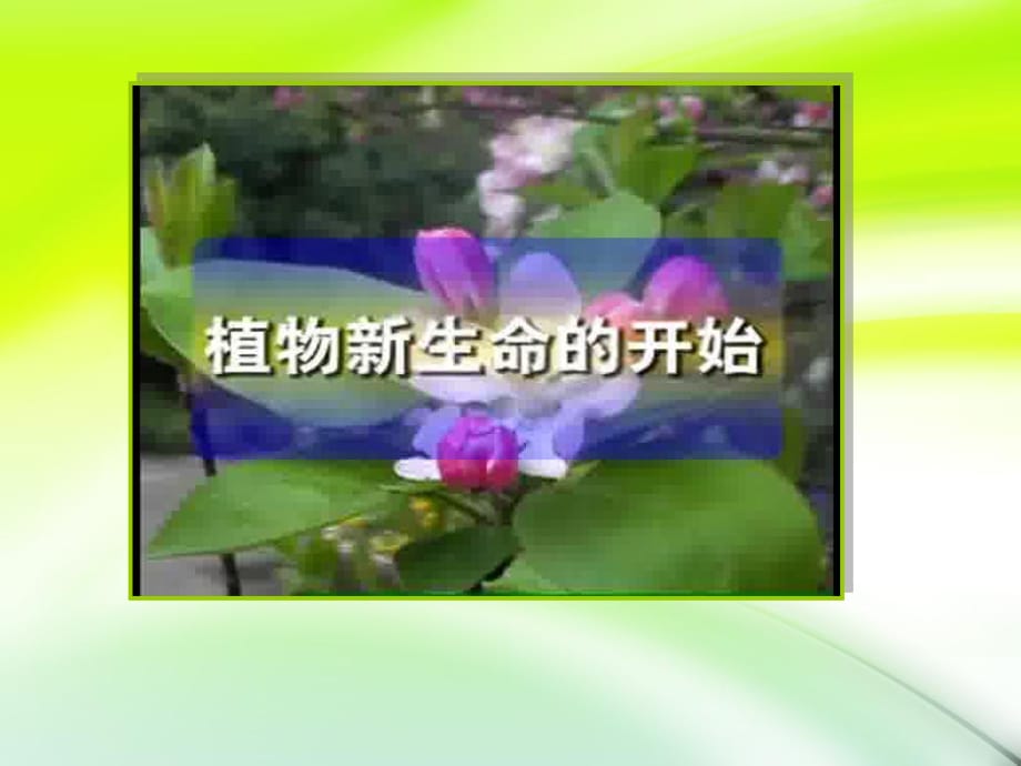 《種植我們的植物》PPT課件.ppt_第1頁(yè)