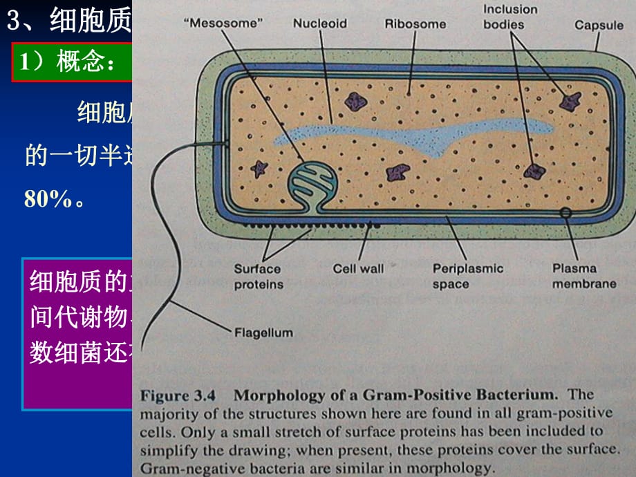 《結(jié)構(gòu)與功能》PPT課件.ppt_第1頁