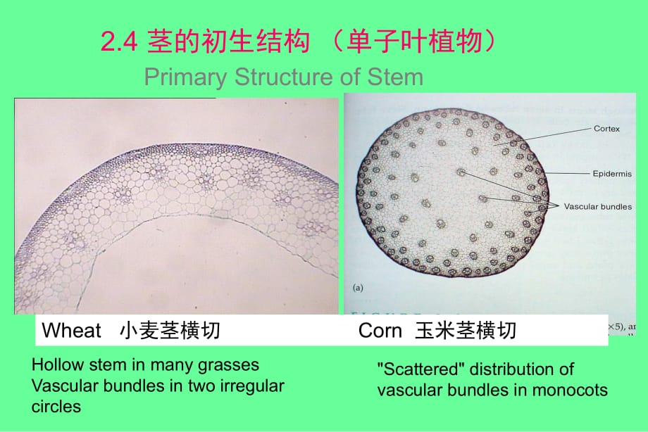 莖的初生結(jié)構(gòu) (單子葉植物)_第1頁