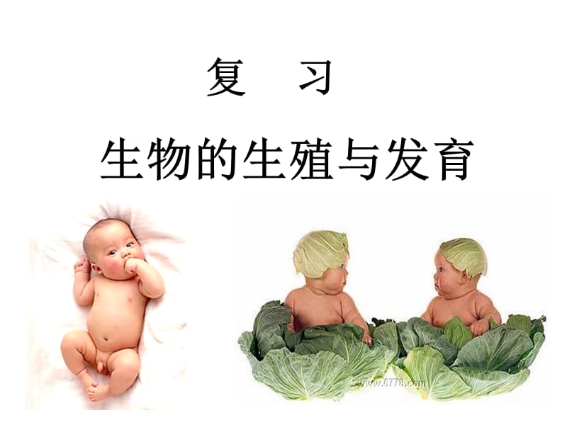 人與動(dòng)物的生殖與發(fā)育_第1頁(yè)