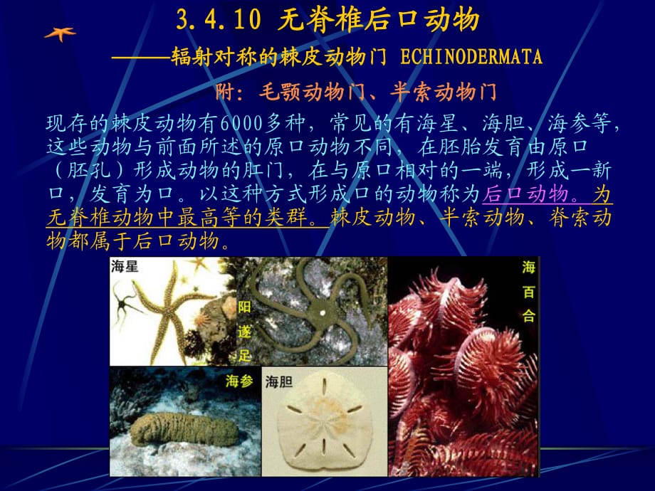 动物生物学棘皮动物_第1页