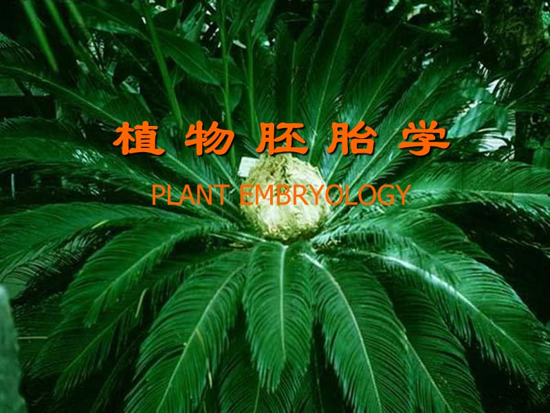 植物胚胎学的发展和成就_第1页