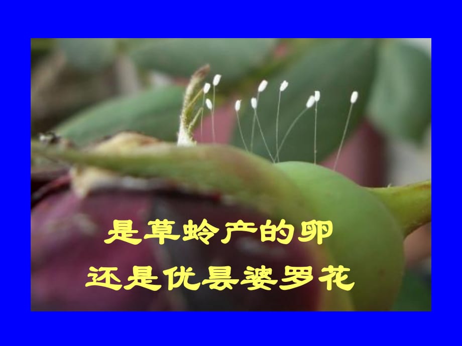 是草蛉卵还是优昙婆罗花_第1页